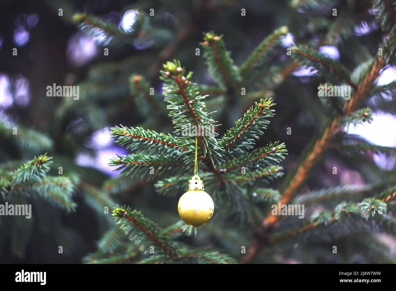 Christmas ball hanging on an a spruce branch outdoors Stock Photo - Alamy