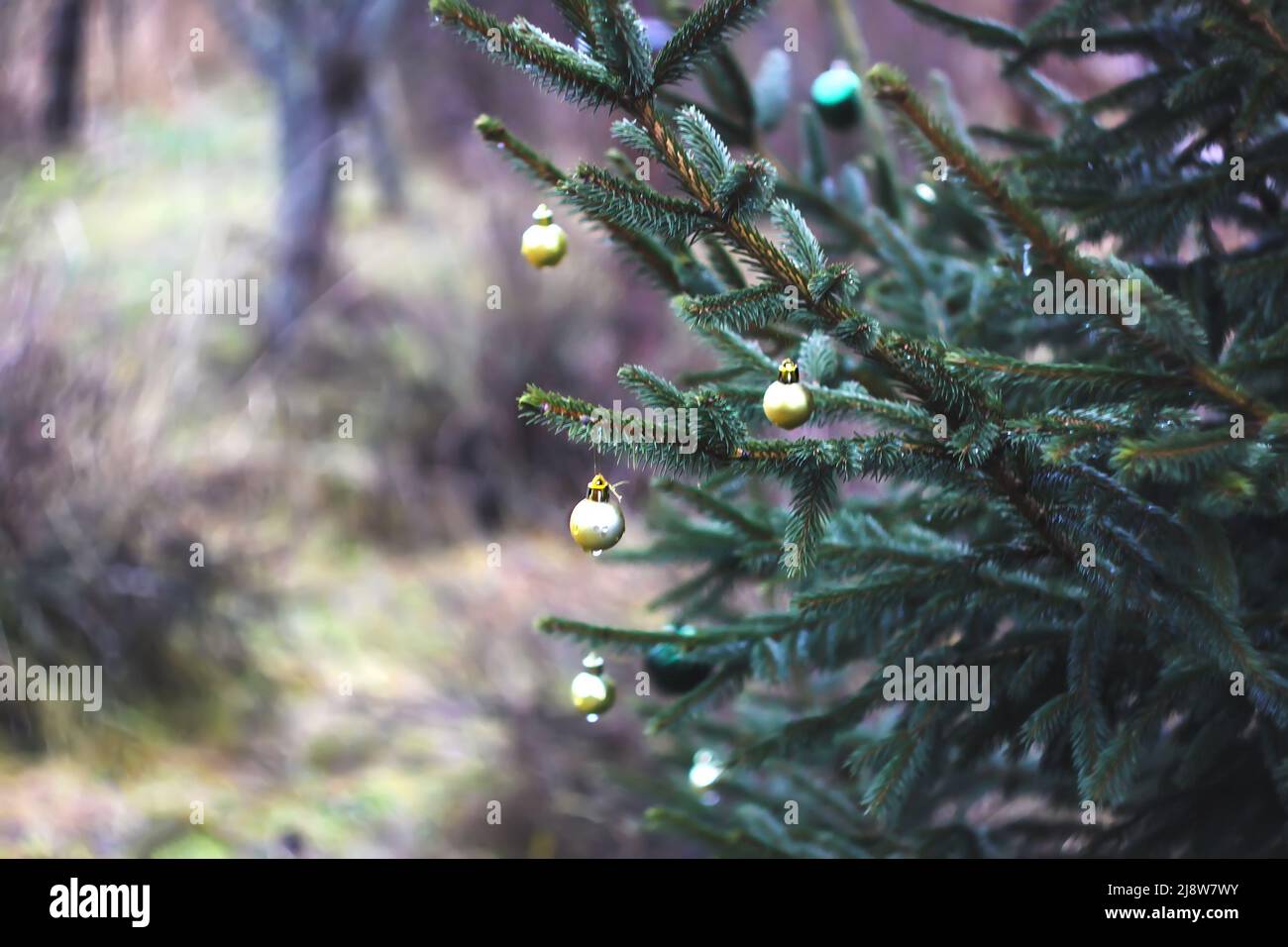 Christmas ball hanging on an a spruce branch outdoors Stock Photo - Alamy