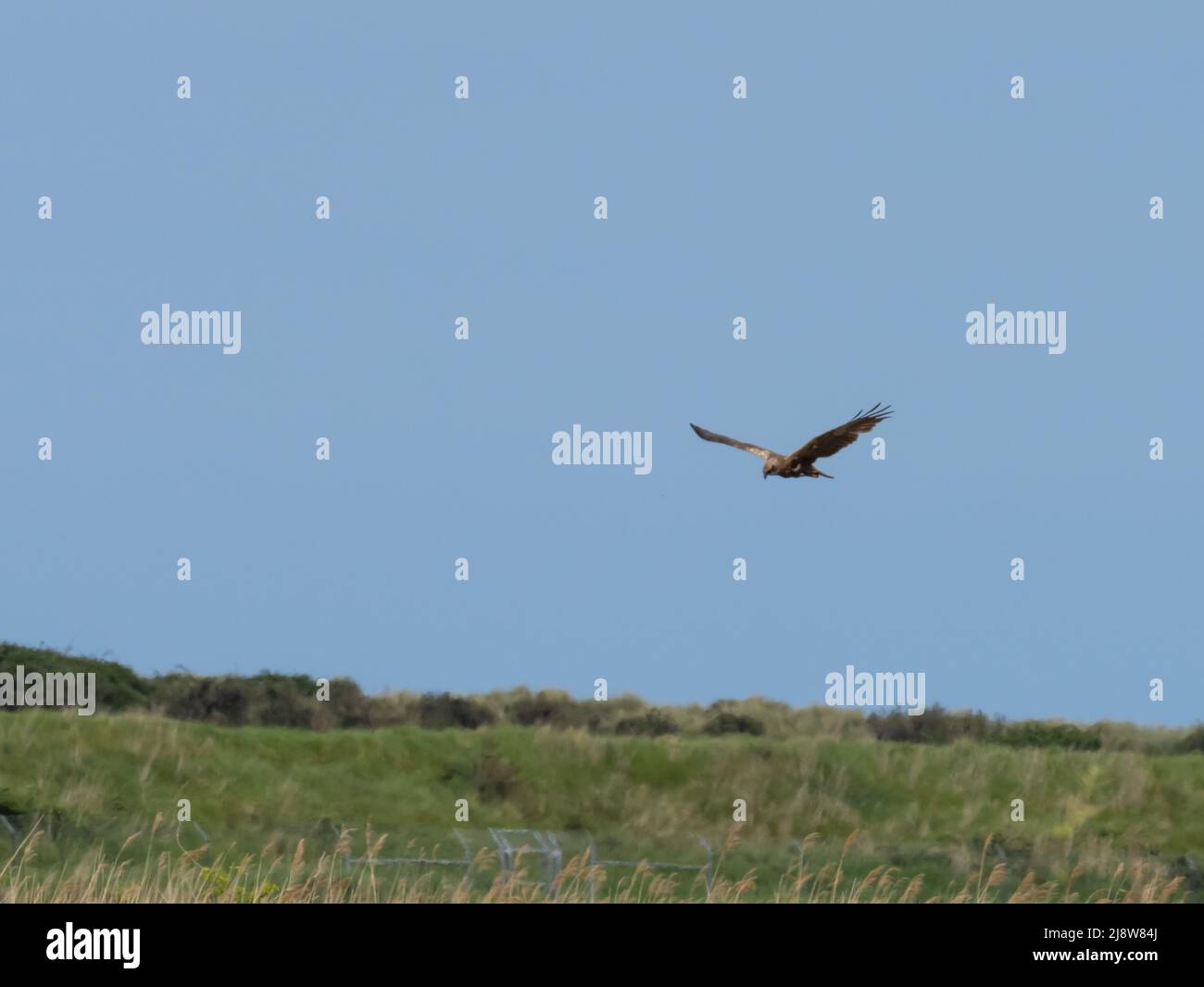 A western marsh harrier, Circus aeruginosus, also known as Eurasian marsh harrier, or just marsh harrier, hunting over reed beds. Stock Photo