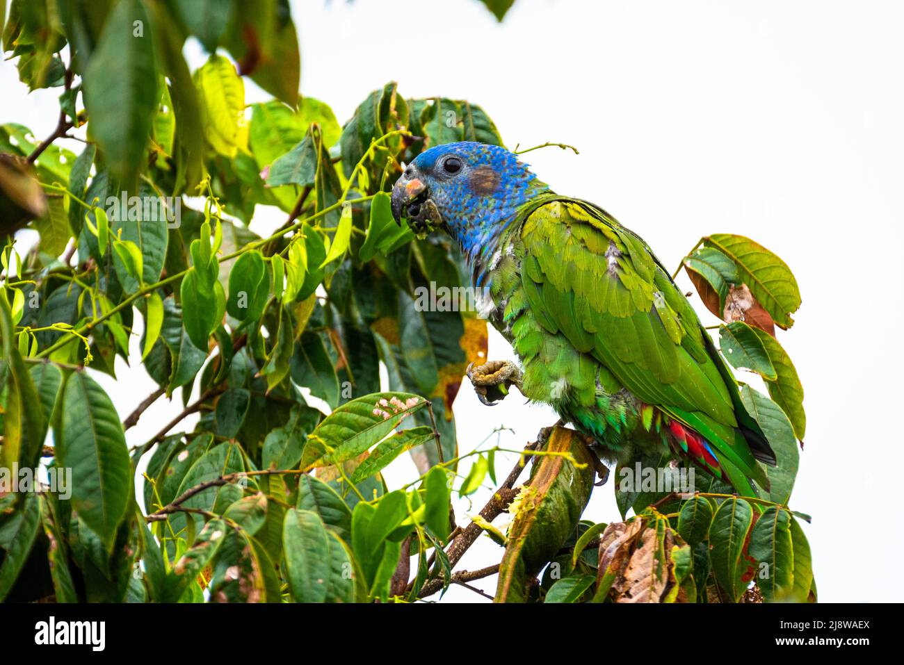 Blue headed parrot feeding on a tree from seeds Stock Photo