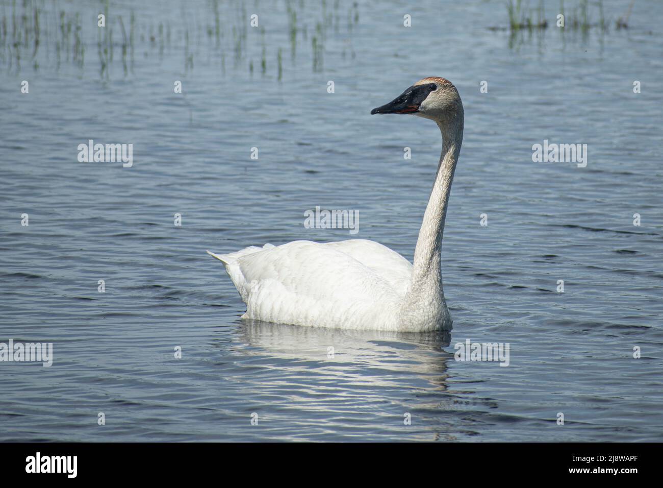 trumpeter swan on the water Stock Photo