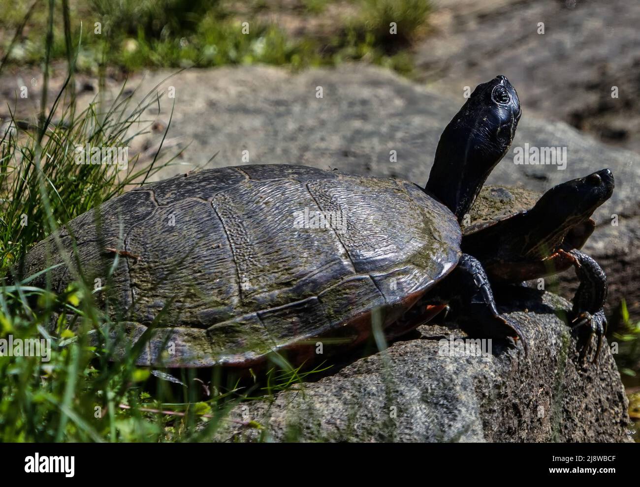 Mud Turtles on a bank of a river Stock Photo Alamy