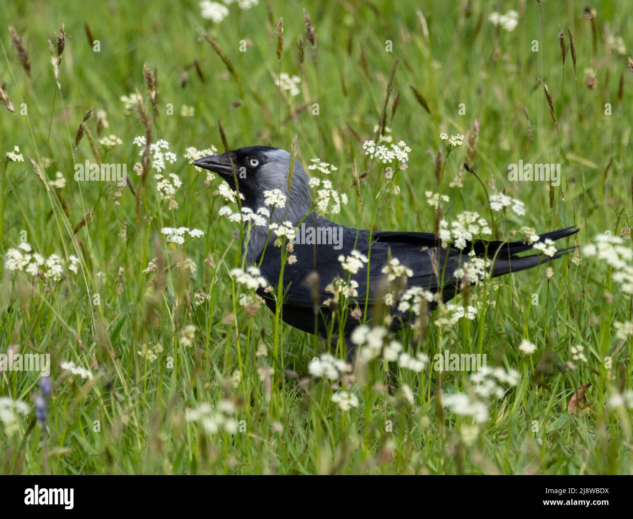 a western jackdaw, Coloeus monedula, also known as the Eurasian jackdaw