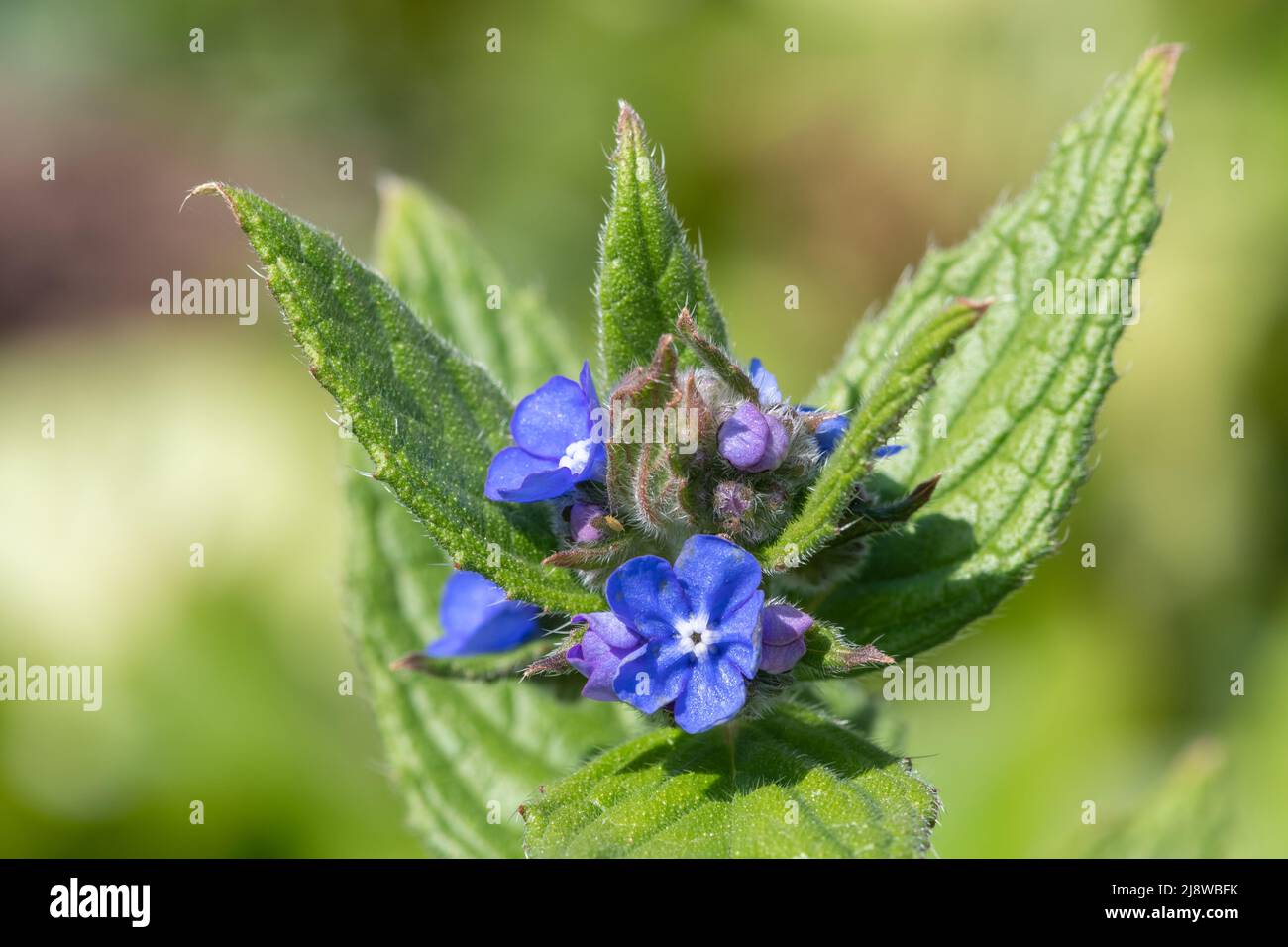 Close up of a green alkanet (pentaglottis sempervirens) plant Stock ...
