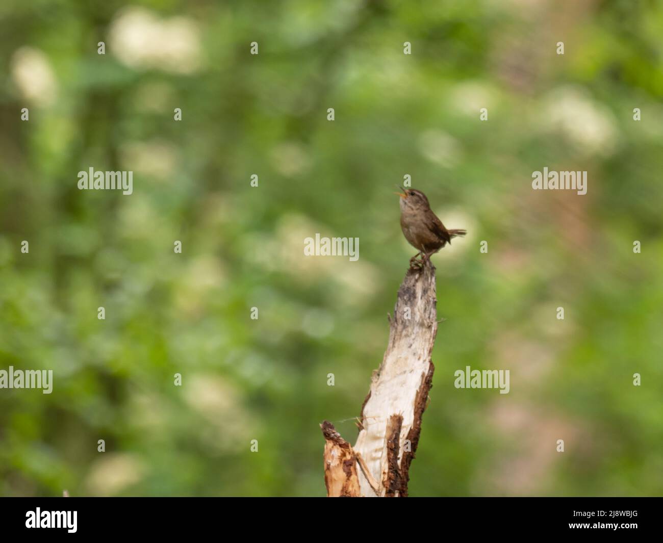 A Eurasian wren, Troglodytes troglodytes, known as just wren in the UK, singing from a dead branch. Stock Photo