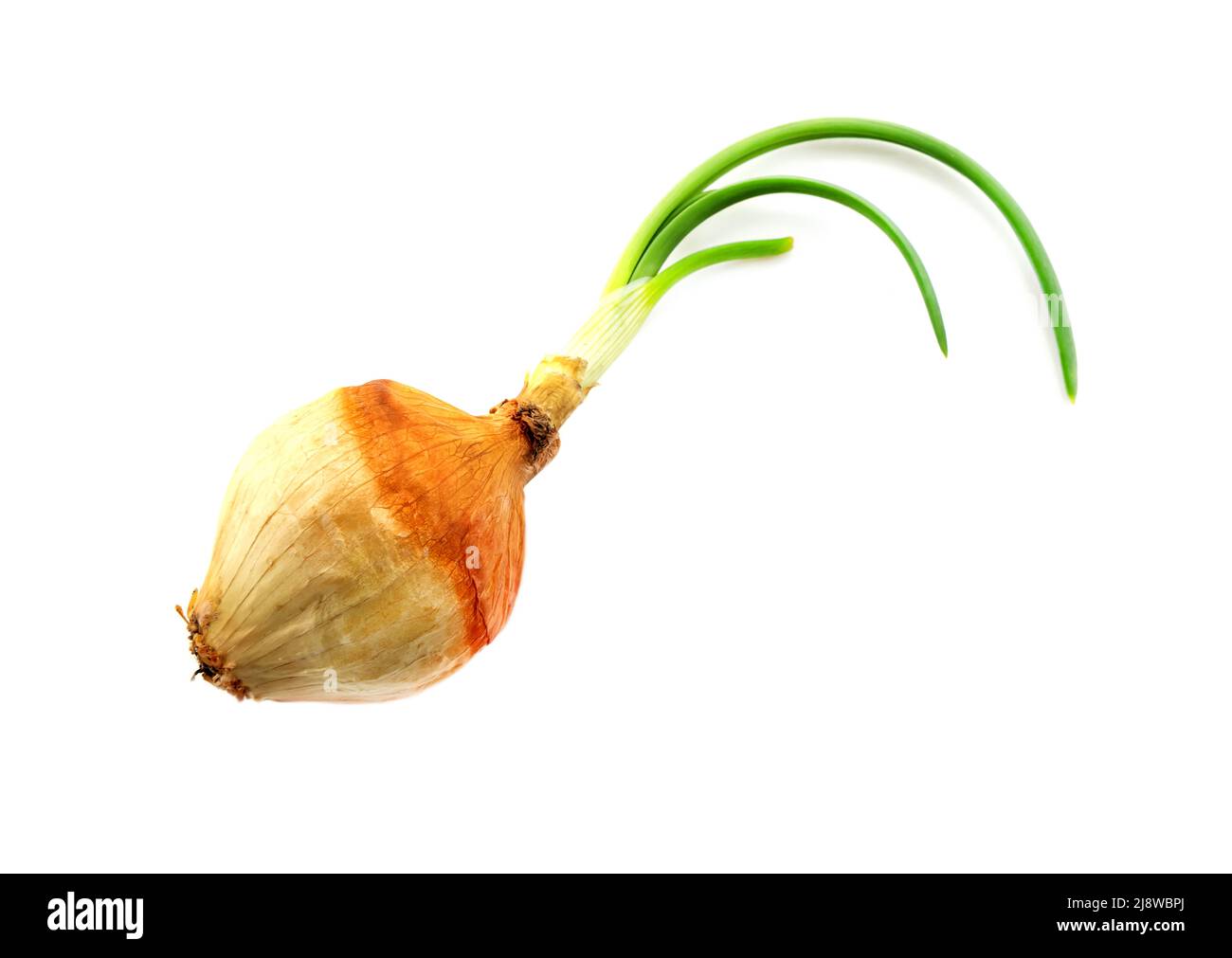 Bulb head with green sprouts on a white background. onion isolate Stock Photo