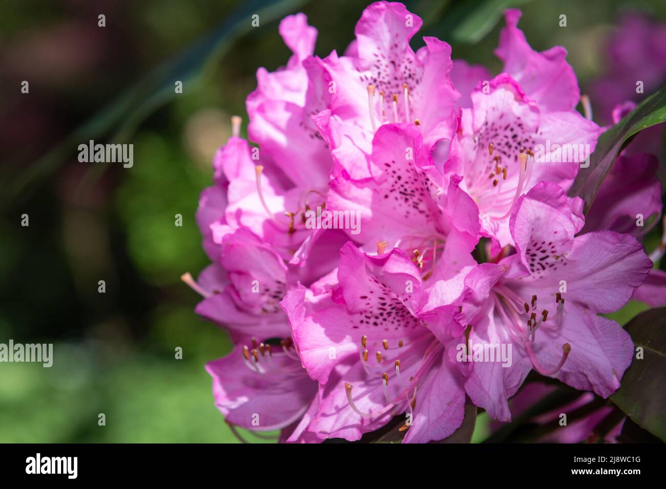 Pink Rhodos Close up of pink Rhododendron flowers in bloom Stock Photo - Alamy