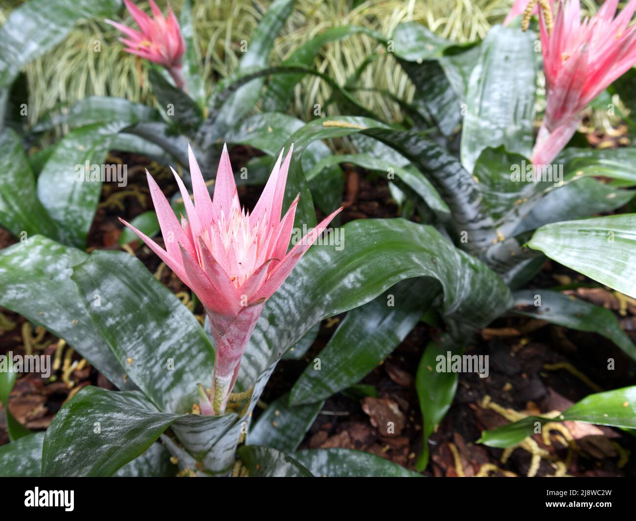 acmea -aechmea fasciata- flower and plant Stock Photo