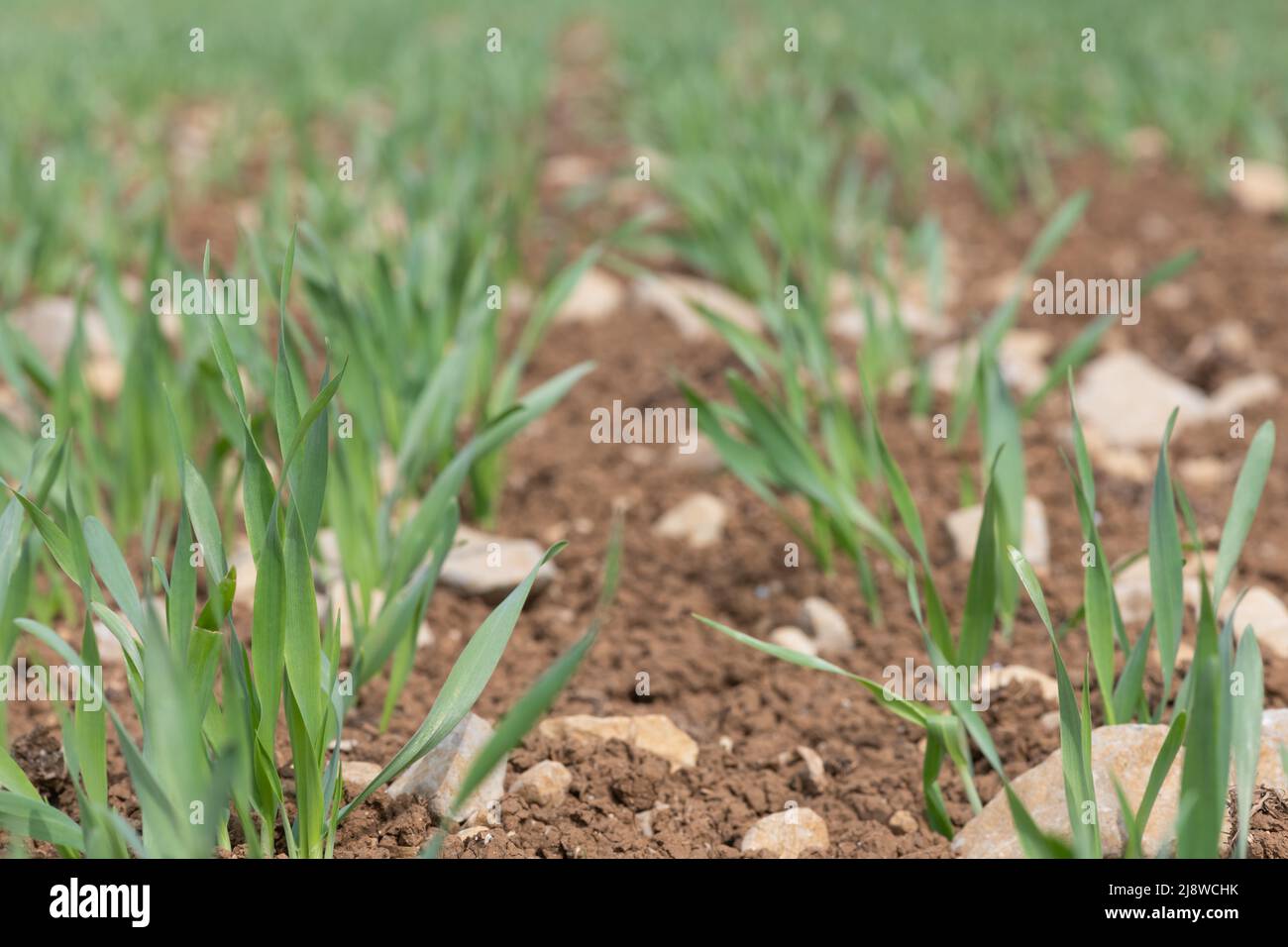 Spring barley at post emergence (hordeum vulgare) growing in a field