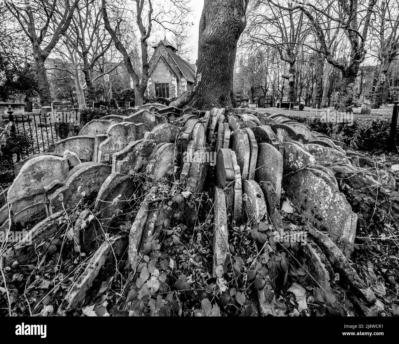 The Hardy Tree.  An Ash tree encircled with graves stones, situated in graveyard of St Pancras Old church. Stock Photo