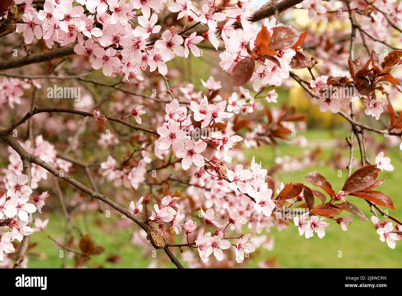 flowering trees. the cherry tree has blossomed. warm spring Stock Photo