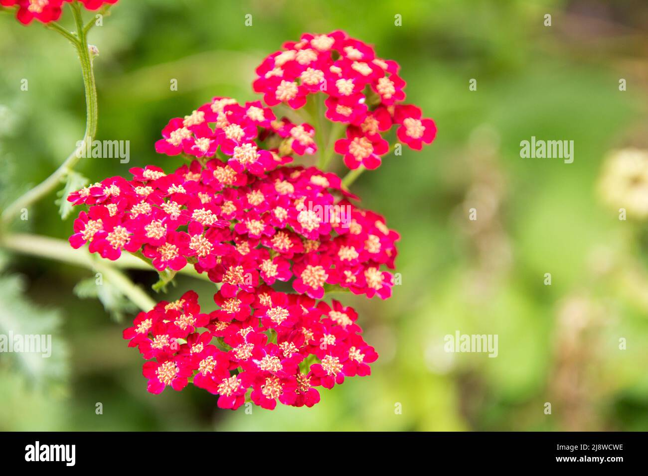 Flowers in gardens and fields of Suffolk and Essex Stock Photo Alamy