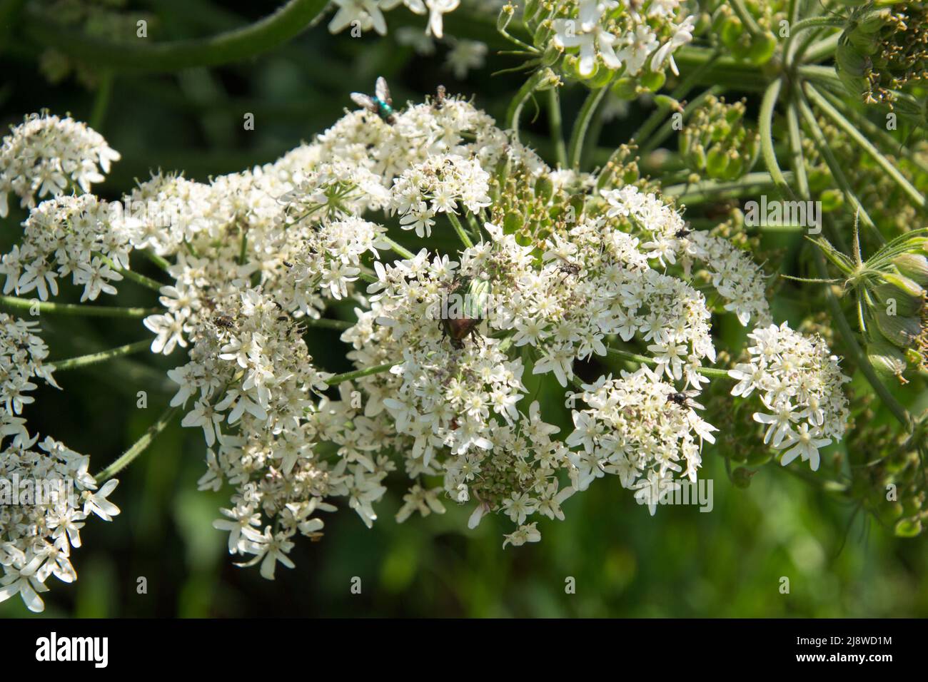 Flowers in gardens and fields of Suffolk and Essex Stock Photo Alamy