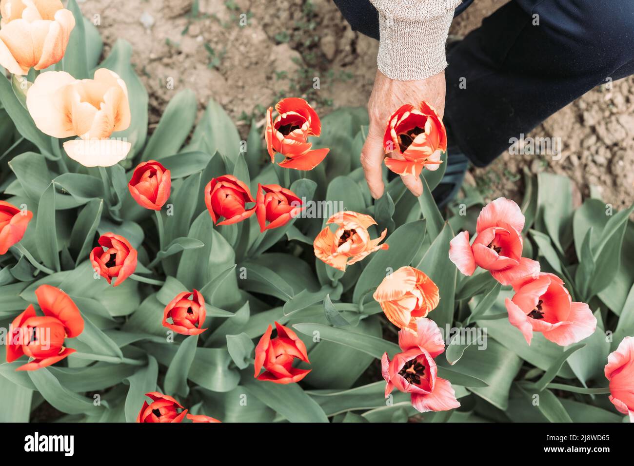 Elderly woman hand picking fresh tulips from the garden Stock Photo