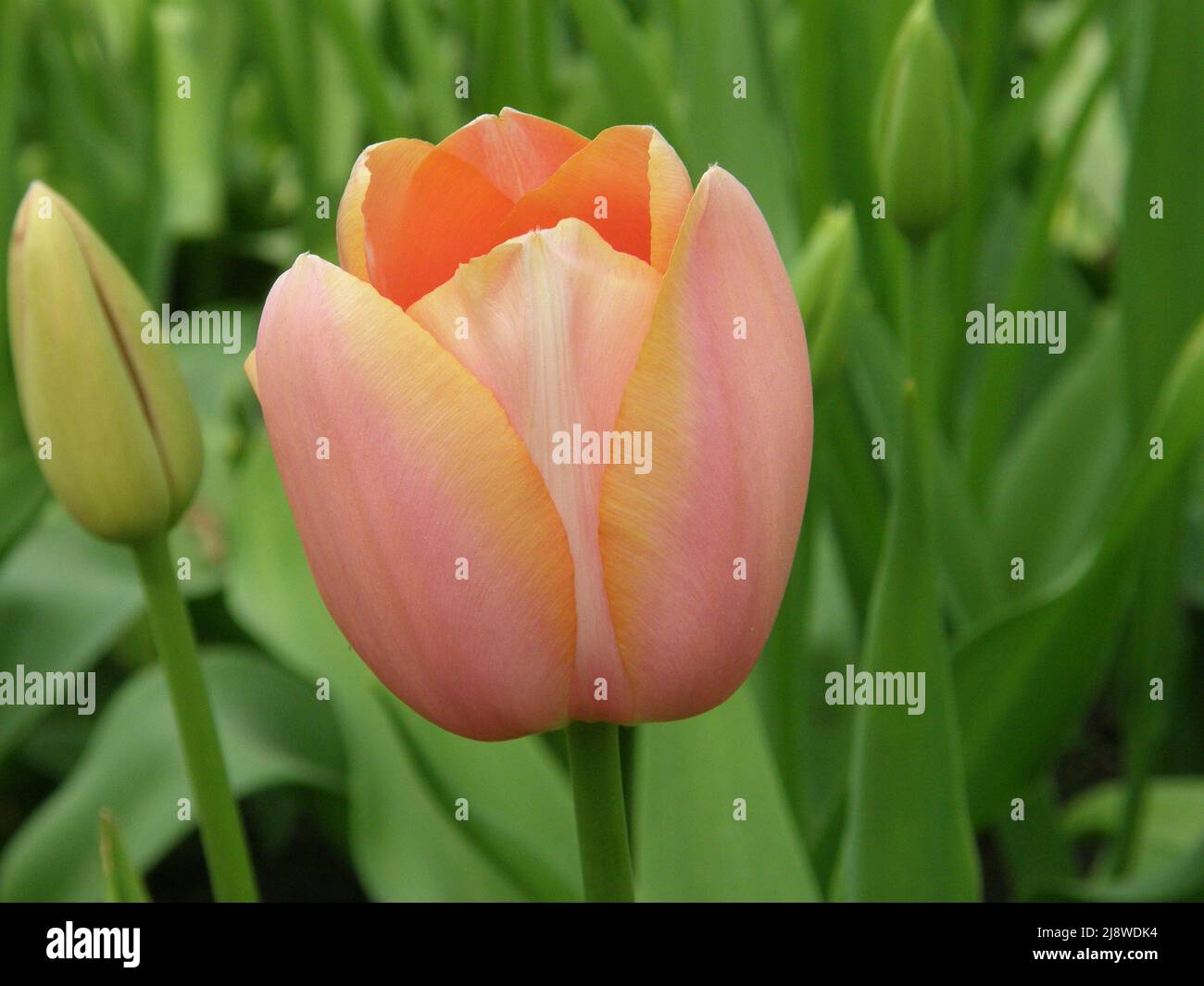 Apricotpink Single Late tulips (Tulipa) Menton bloom in a garden in