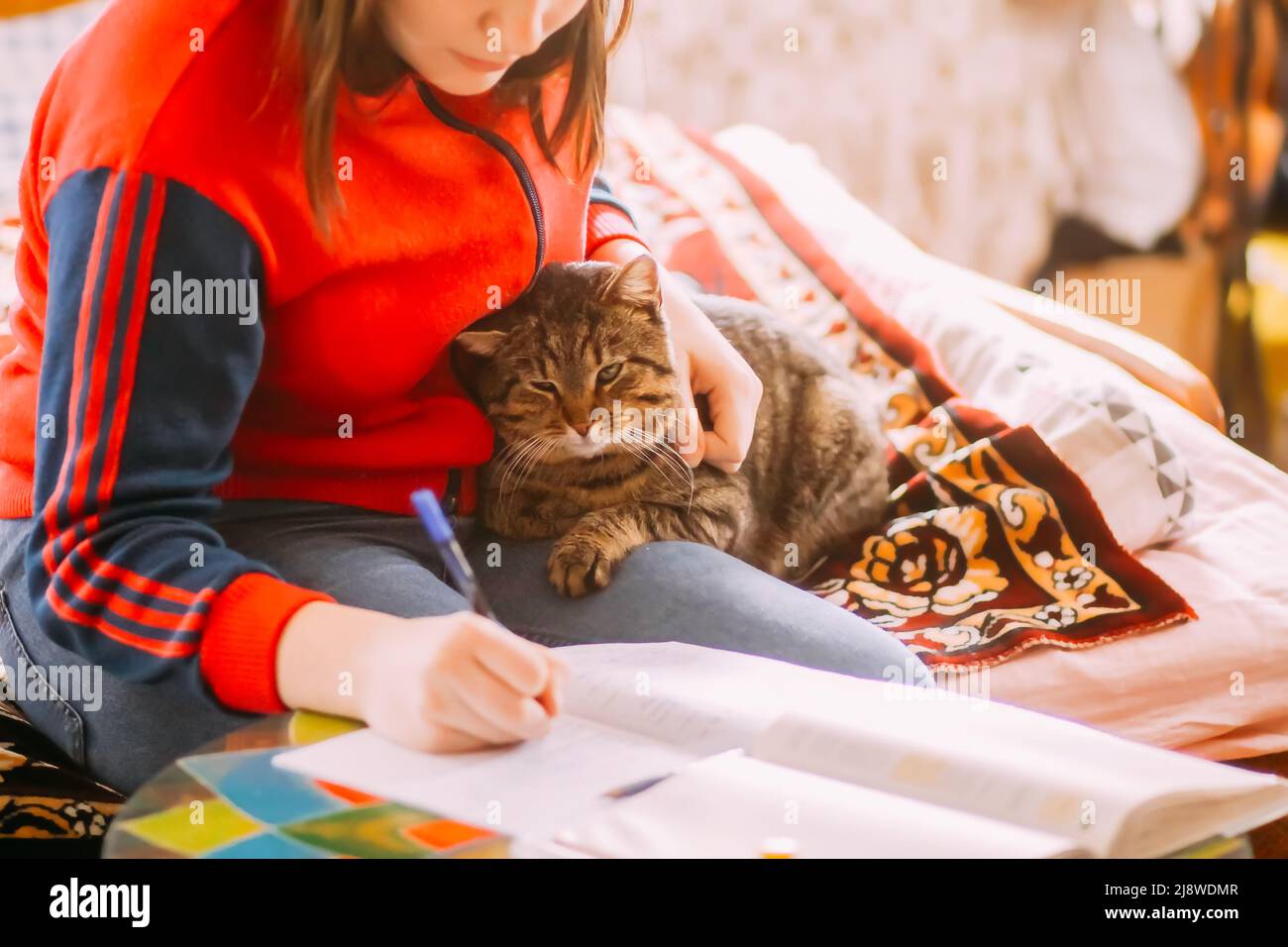 Lazy domestic cat woth teenage girl at home. Stock Photo