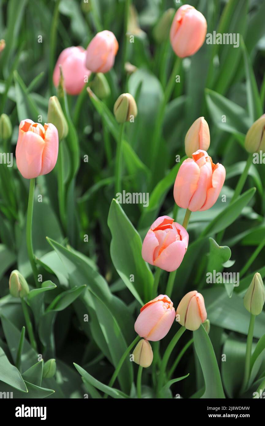 Apricotpink Single Late tulips (Tulipa) Menton bloom in a garden in