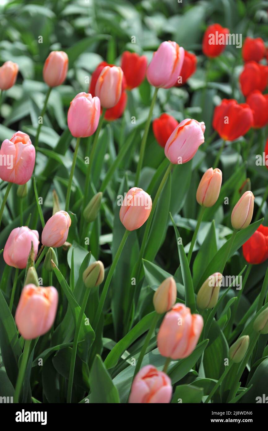 Apricotpink Single Late tulips (Tulipa) Menton bloom in a garden in