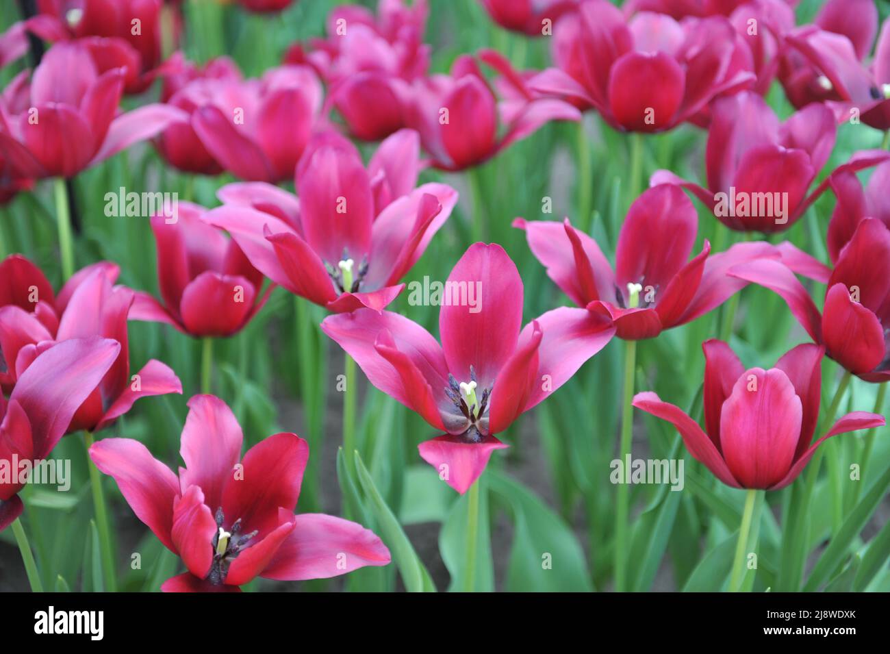 Dark red lily-flowered tulips (Tulipa) Merlot bloom in a garden in April Stock Photo