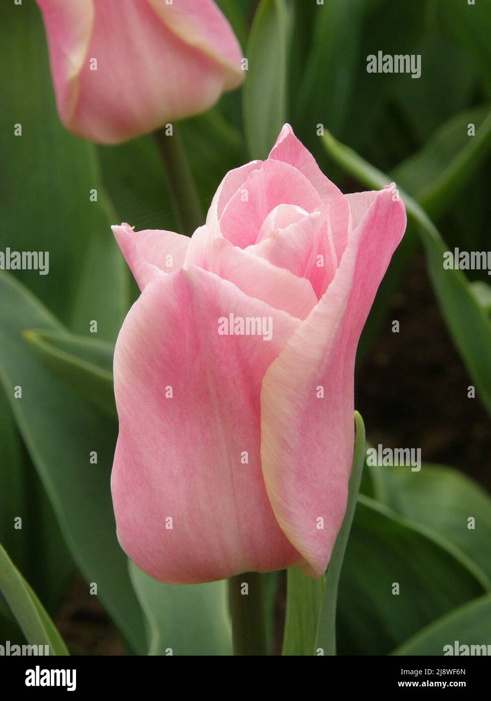 Pink Triumph tulips (Tulipa) Miss Elegance bloom in a garden in March