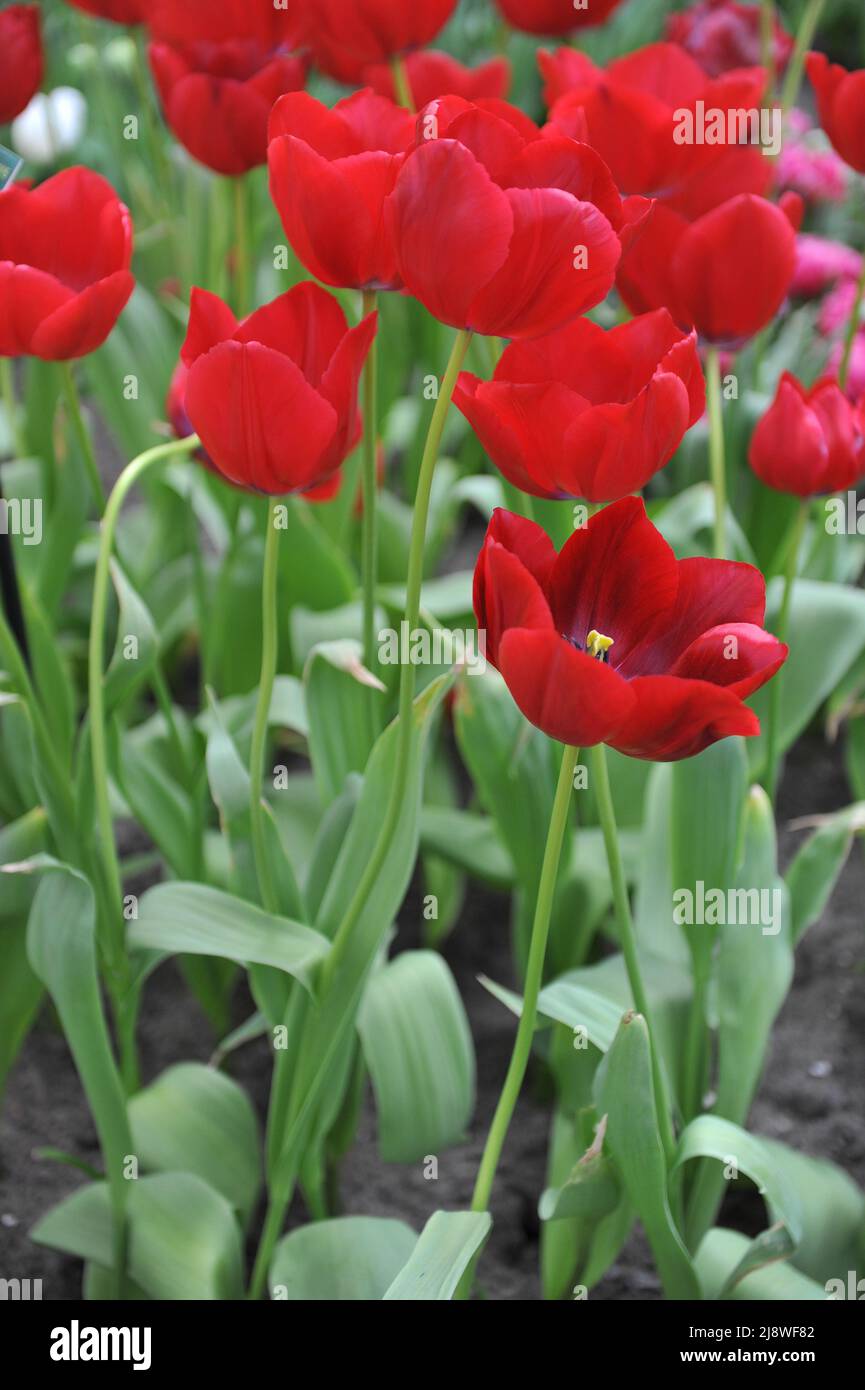 Red Single Late tulips (Tulipa) Missouri Star bloom in a garden in April Stock Photo