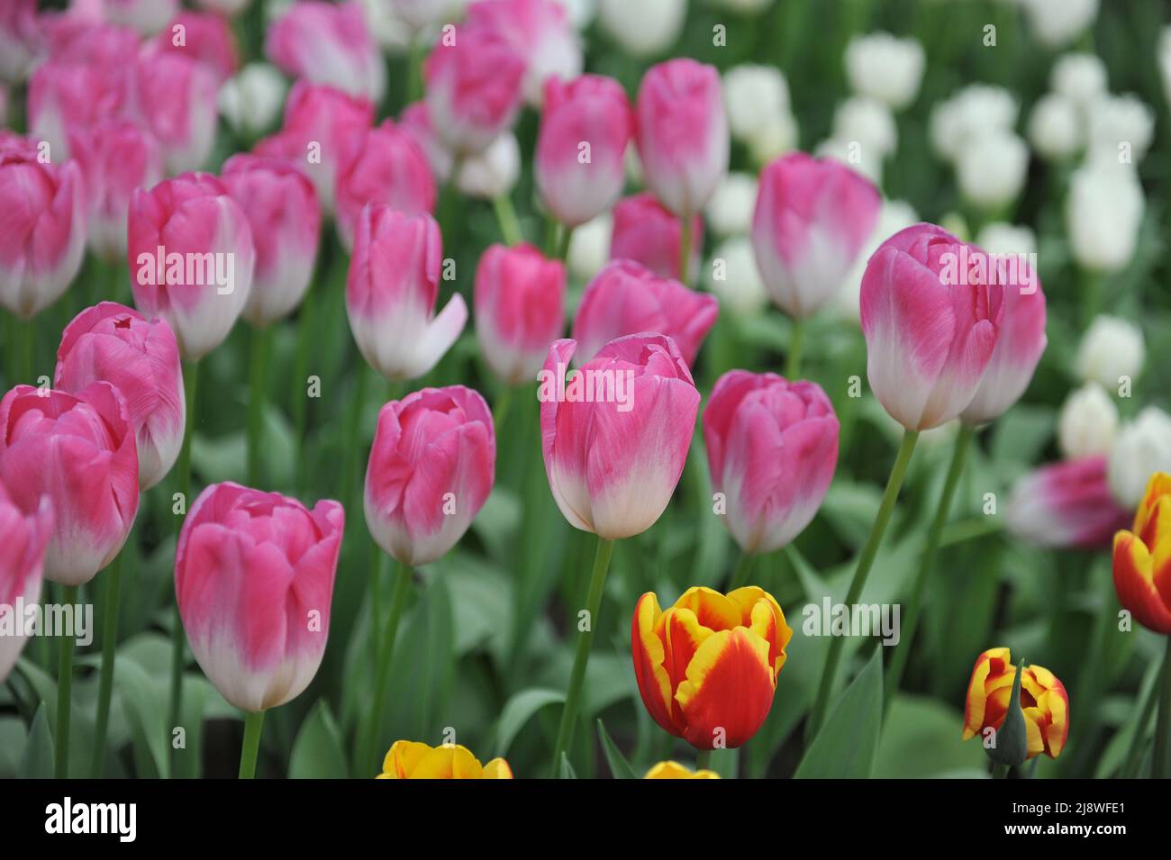 Pink and white Darwin Hybrid tulips (Tulipa) Momotaro bloom in a garden
