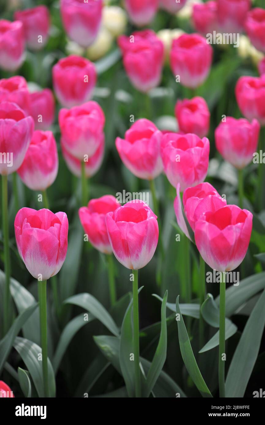 Pink and white Darwin Hybrid tulips (Tulipa) Momotaro bloom in a garden