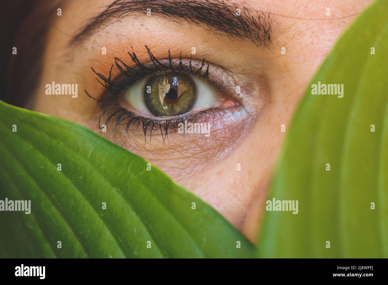 Green female eyes hires stock photography and images Alamy