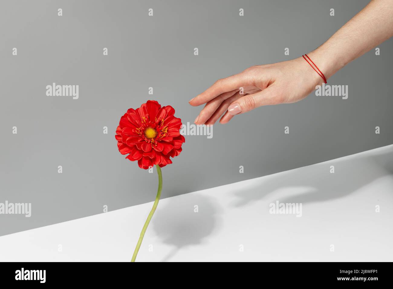 Woman's hand with red thread bracelet on her wrist touching gerbera flower Stock Photo Alamy