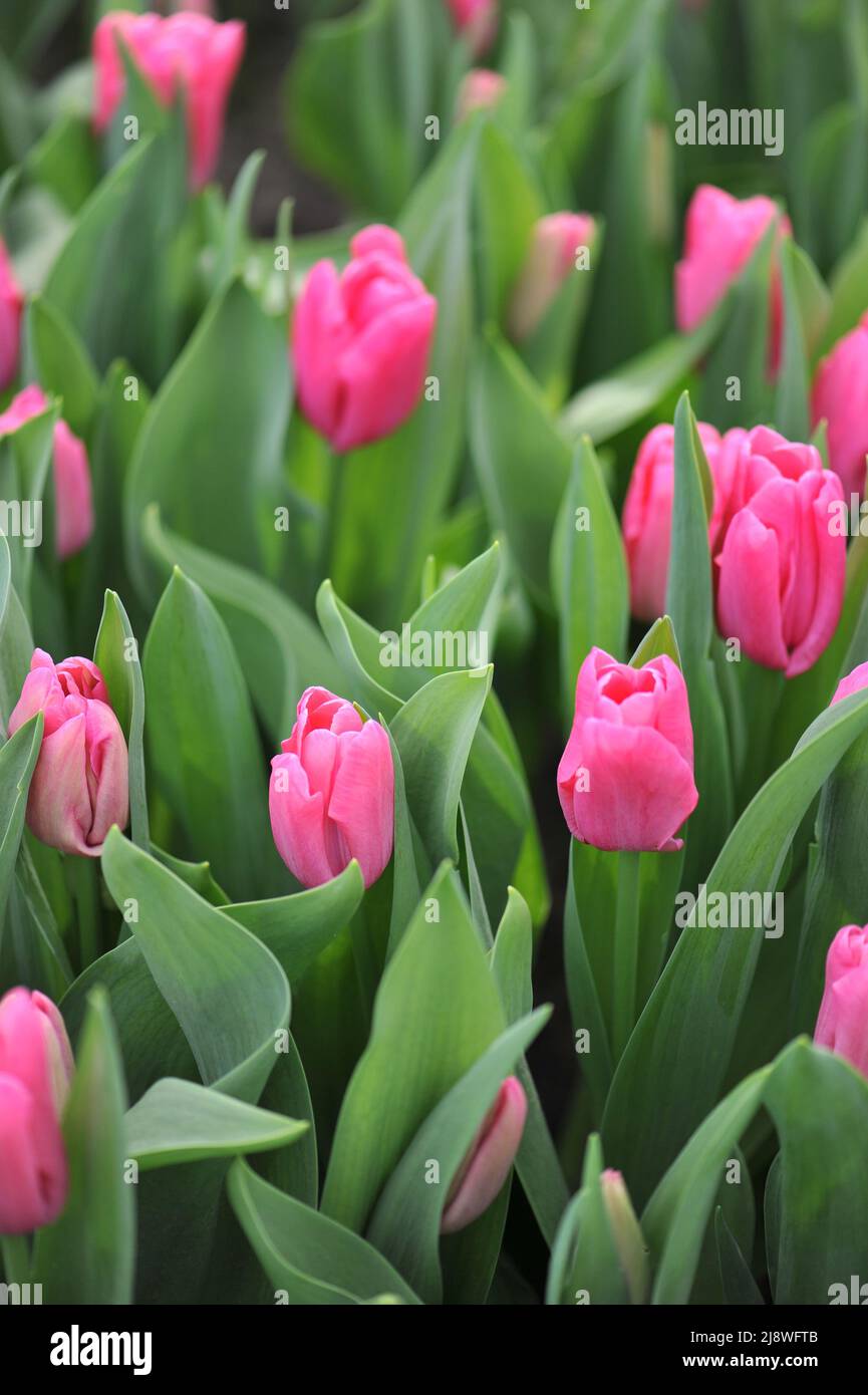 Pink Triumph tulips (Tulipa) Moneypenny bloom in a garden in March