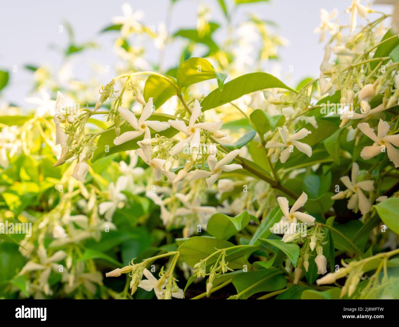 selective focus of star jasmine flowers (Trachelospermum jasminoides