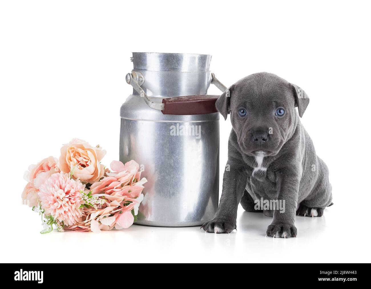 puppy Staffordshire Bull Terrier with a milk jug on white background Stock Photo