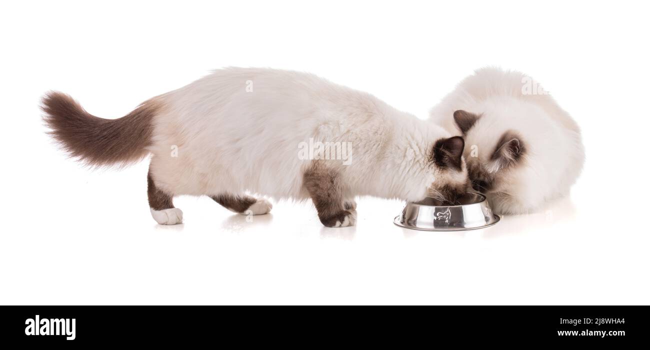 Portrait of sacred young cats of Burma eating on white background Stock