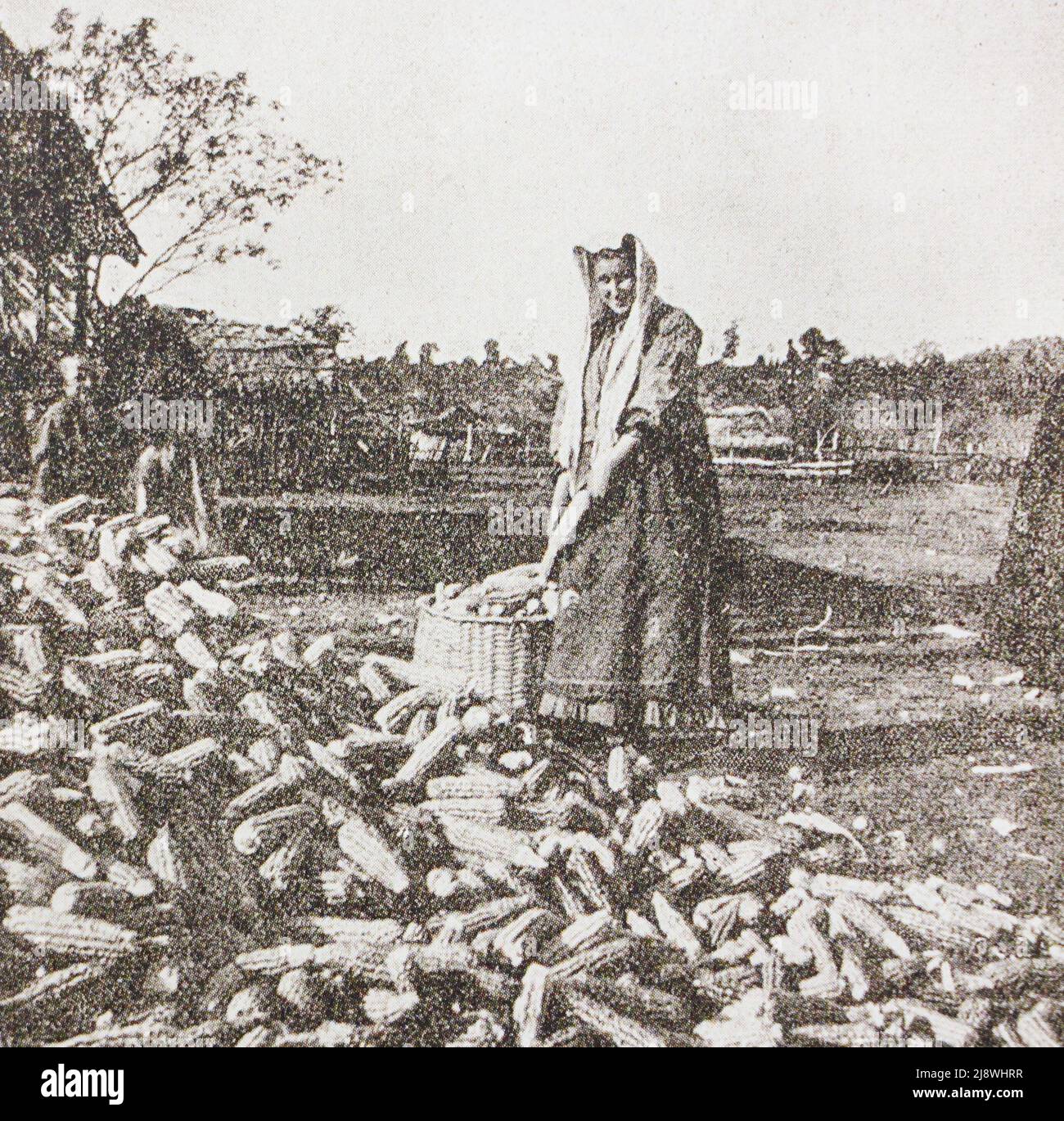 Abkhazian peasant woman cleans corn. Photo from the beginning of the 20th century. Stock Photo