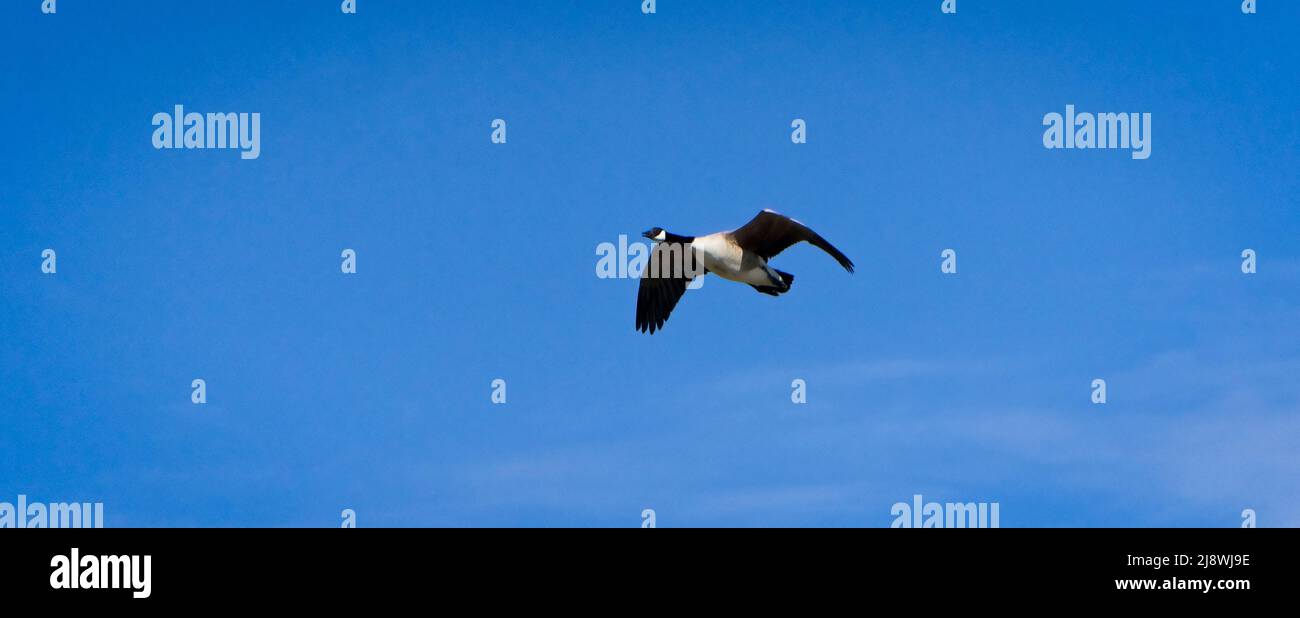 Canada goose Inglewood Bird Sanctuary & Nature Centre Stock Photo