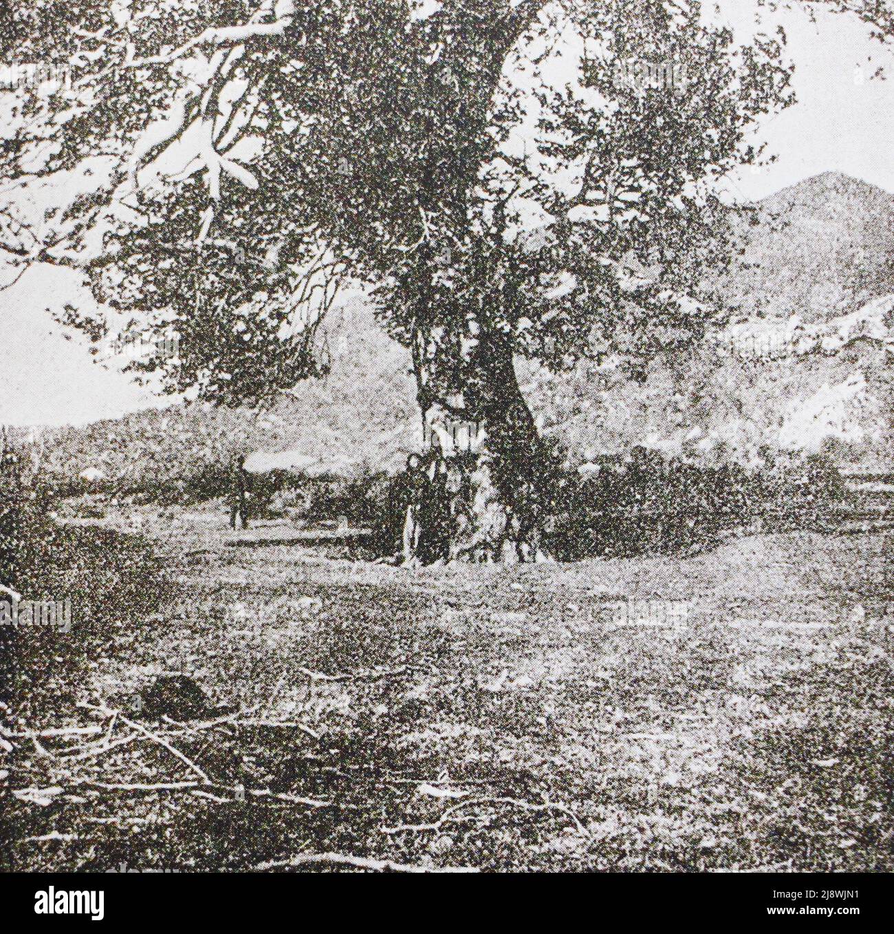 Sacred tree in the village of Kaldakhvara in Abkhazia. Photo from the beginning of the 20th century. Stock Photo