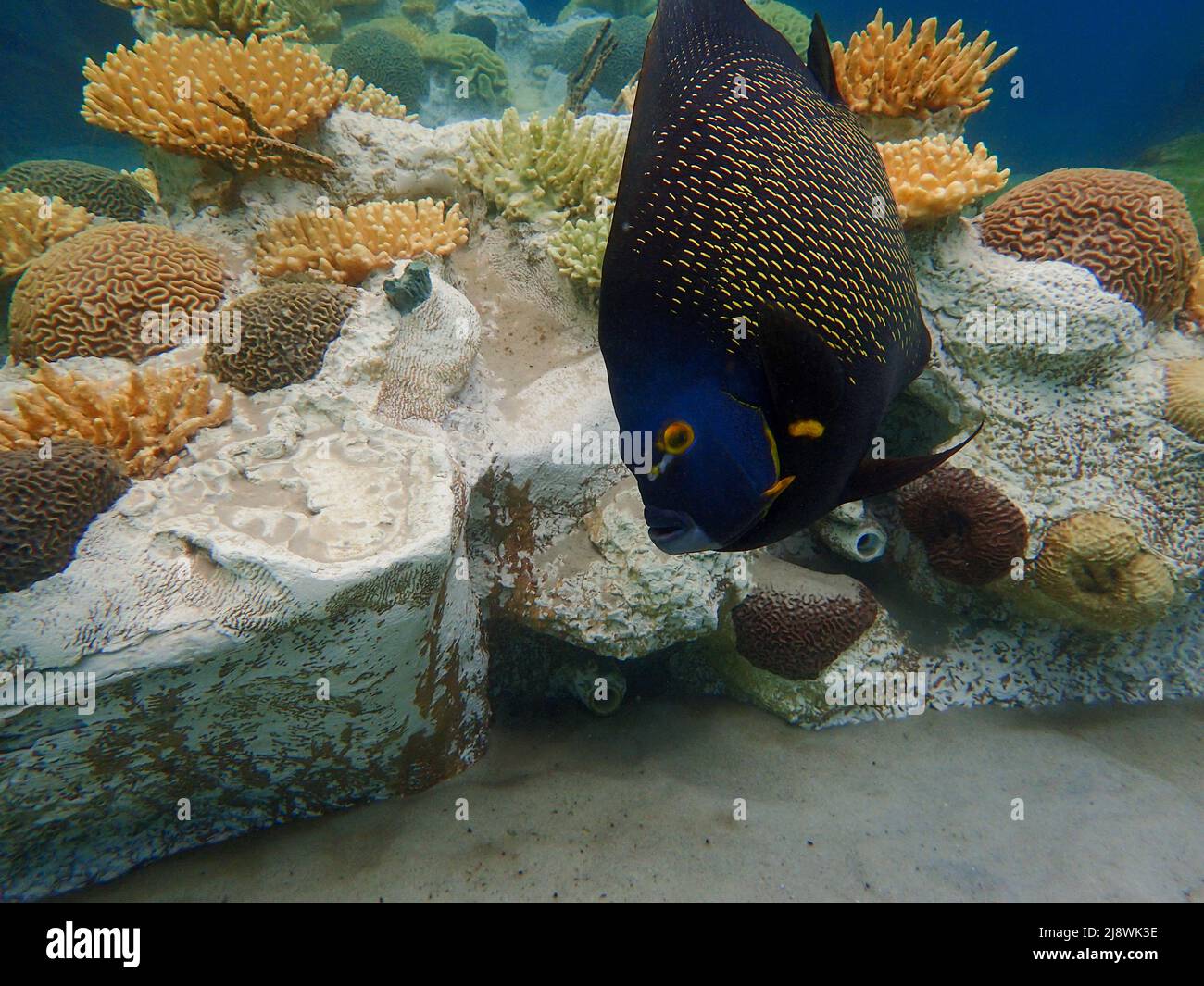 An underwater photo of a French Angelfish swimming among the rock and
