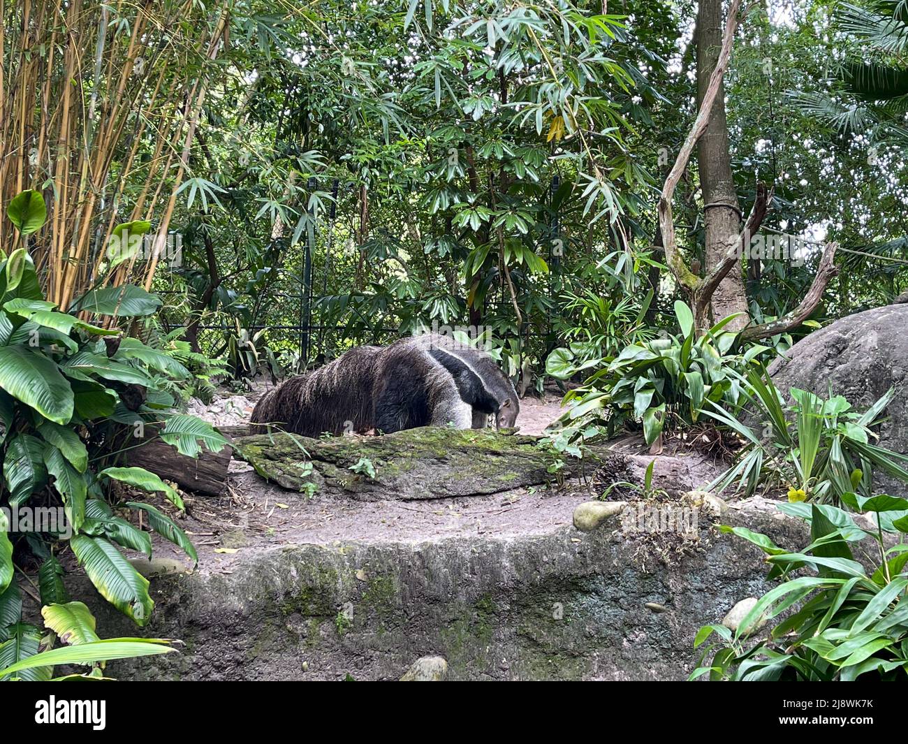 An Anteater in a zoo enclosure in Orlando, Florida. Stock Photo