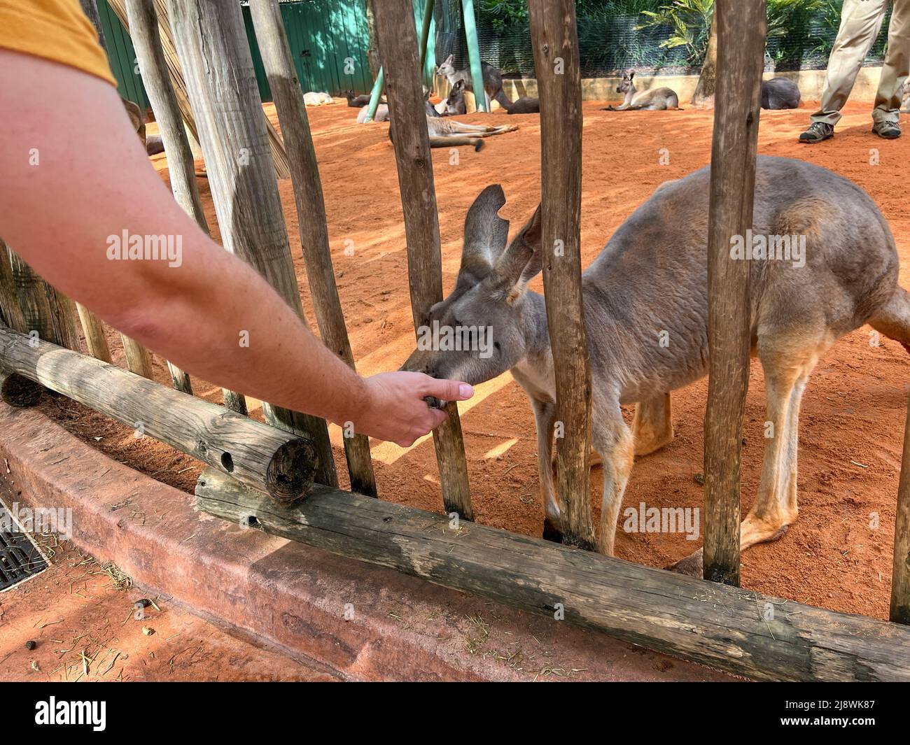 A person feeding a cute hungry kangaroo at a zoo. Stock Photo