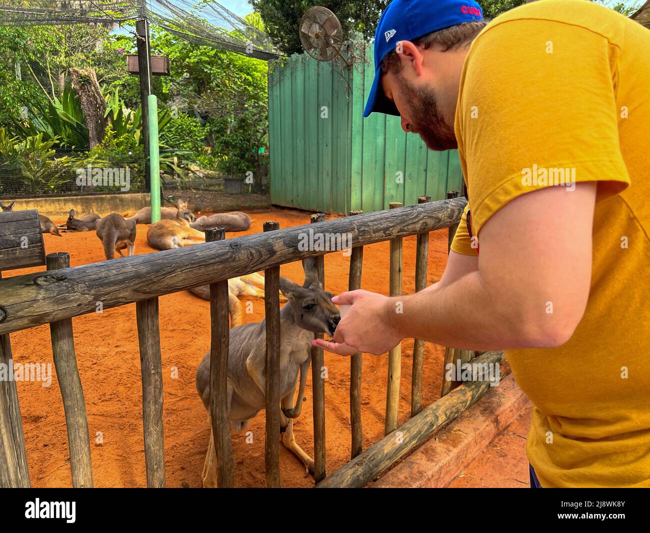 A person feeding a cute hungry kangaroo at a zoo. Stock Photo