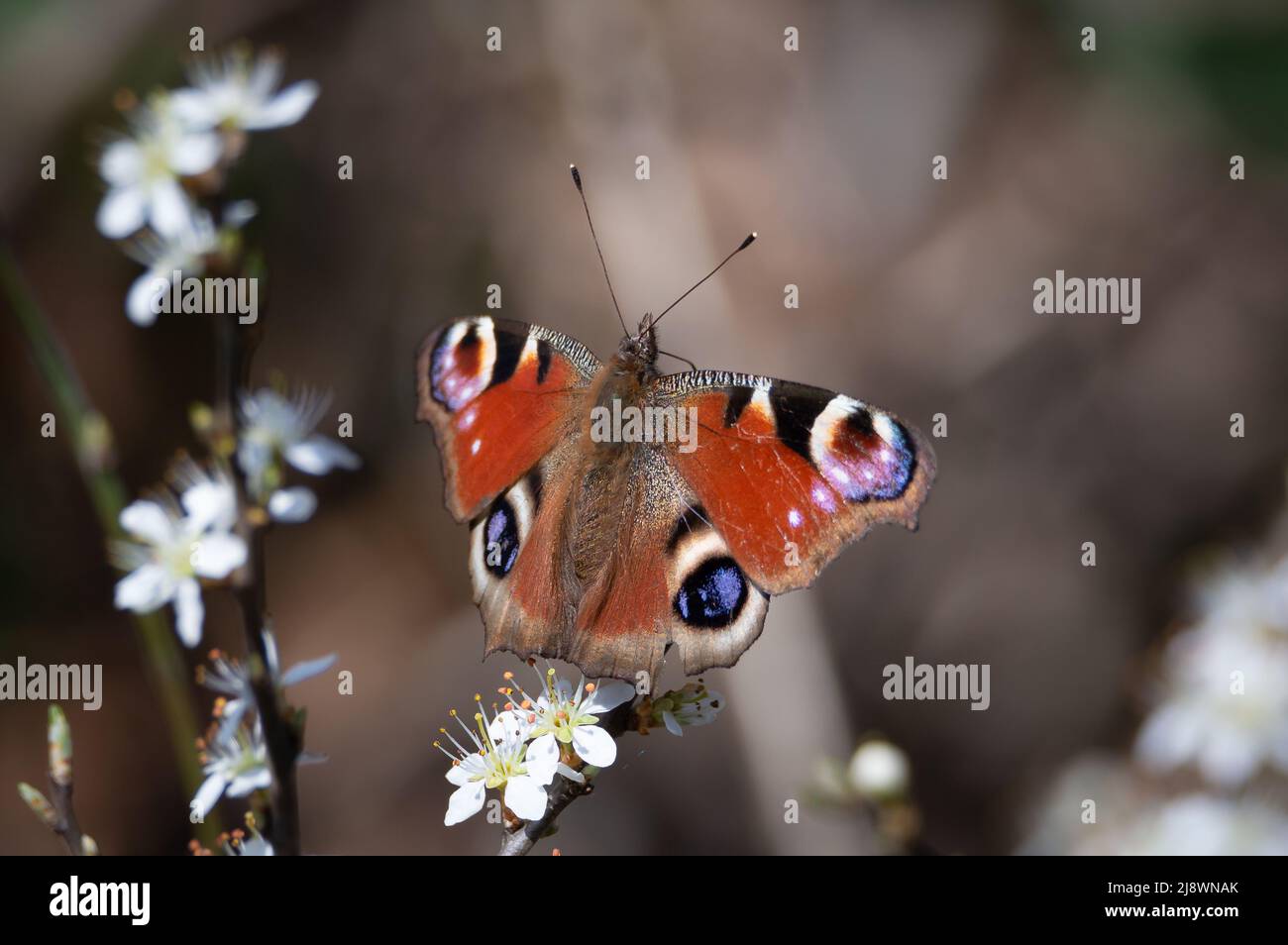 Peacock butterfly on Haw blossom Stock Photo Alamy