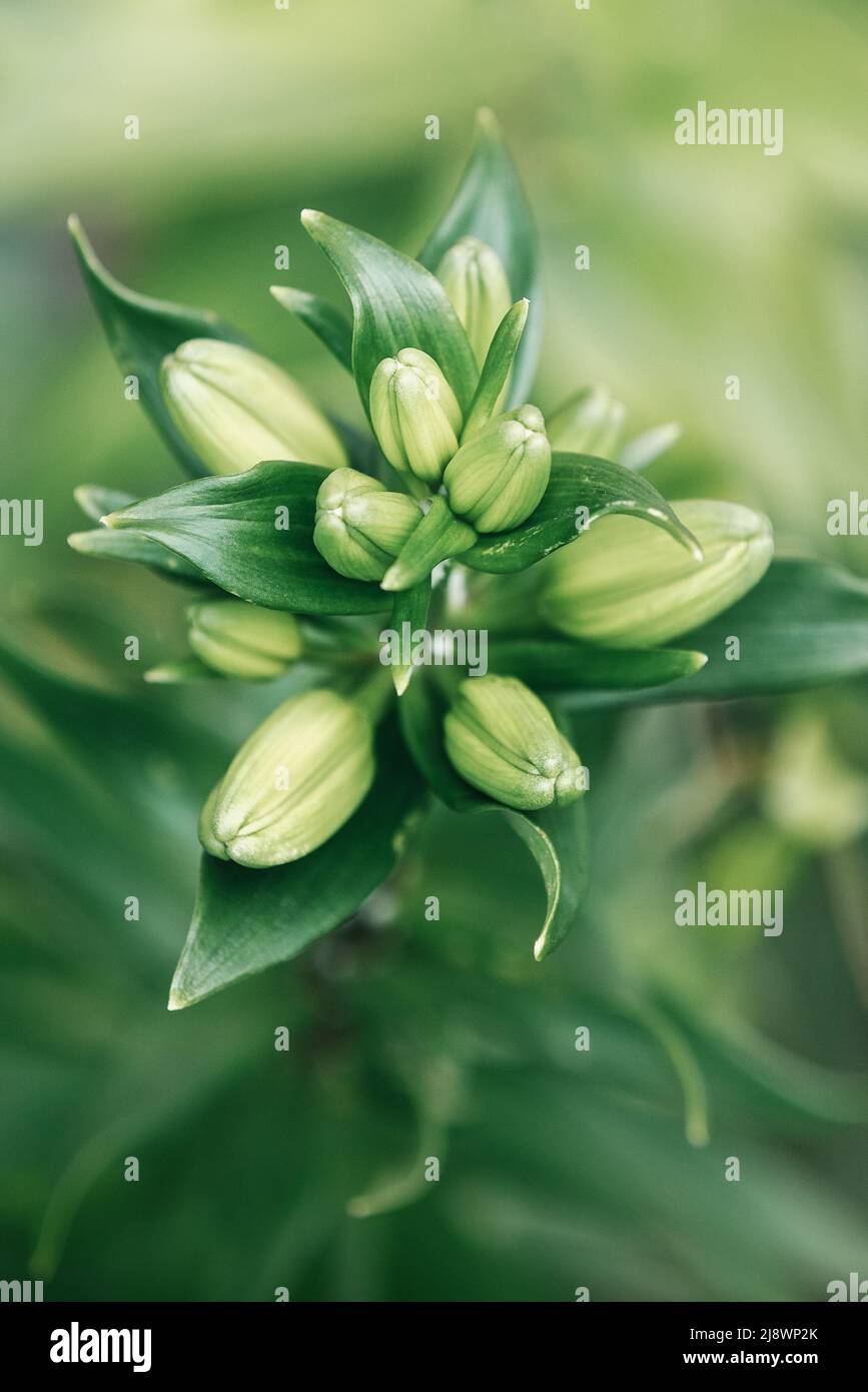 Lilium flowers before bloom, asiatic hybrids ornamental cultivated