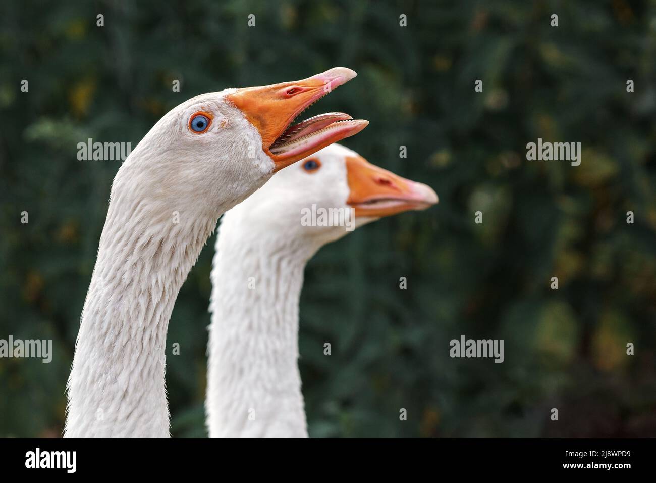 Pair of gooses in dark green background. Aggressive male goose he angry and hissing Stock Photo