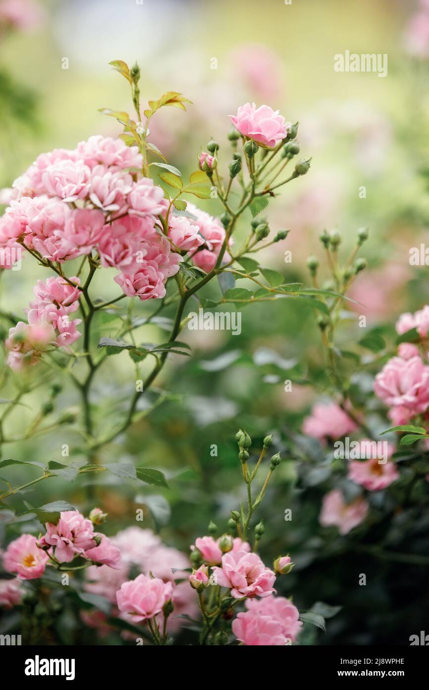 Beautiful close up photo of a lots of small flowers, pink rose flower heads, in the nice light bokeh background. Gift card, there is free space for te Stock Photo