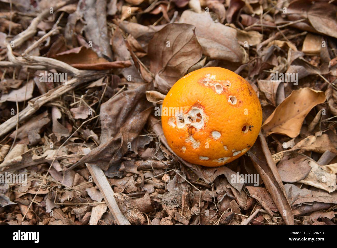 Image with copy space of an orange with the skin pierced by ants that is on the ground of the field waiting for the natural putrefaction process Stock Photo