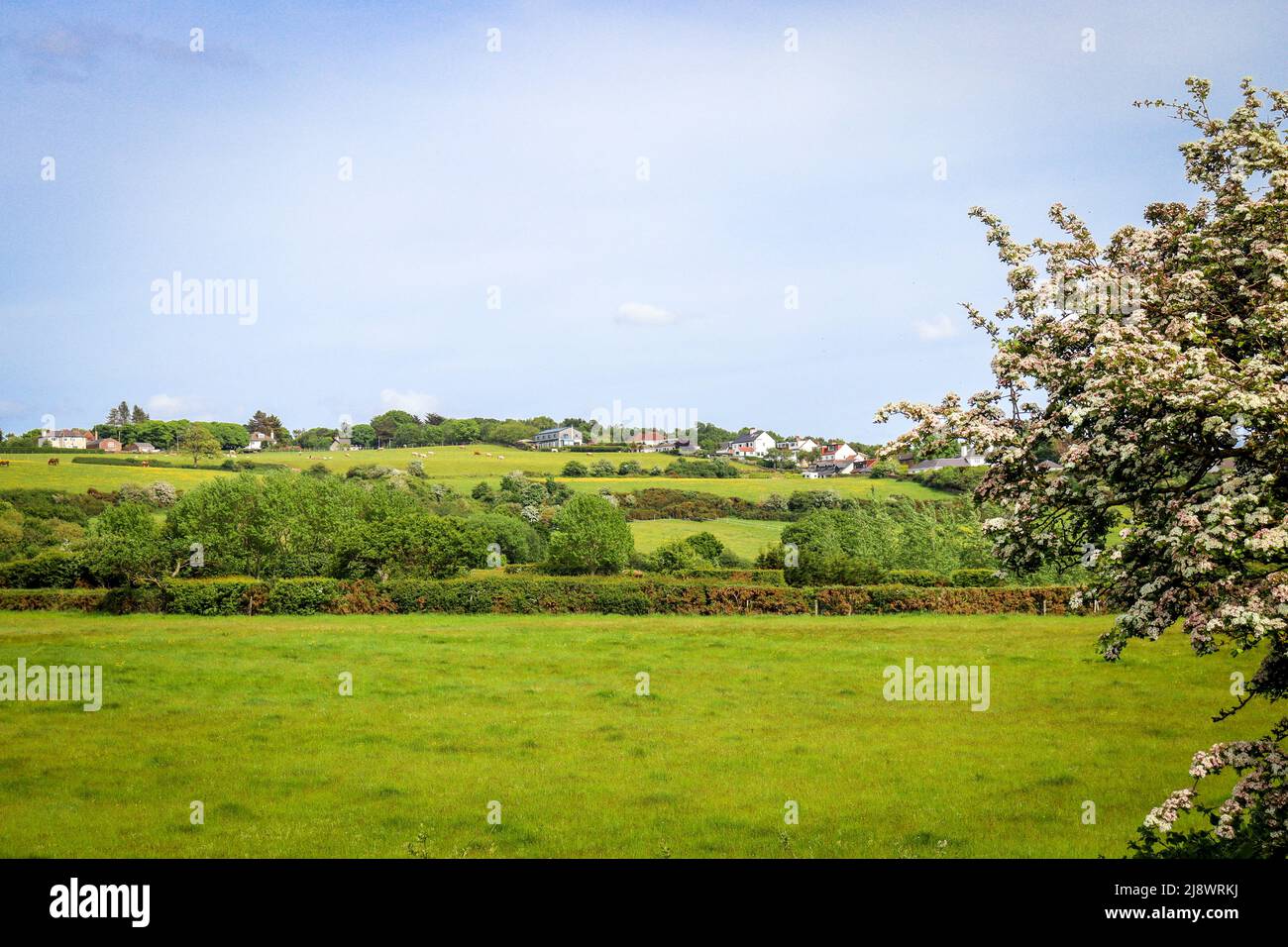 Homes / house on a hill near Thurstaston, Wirral / Open Countryside with Blossom Tree Stock Photo