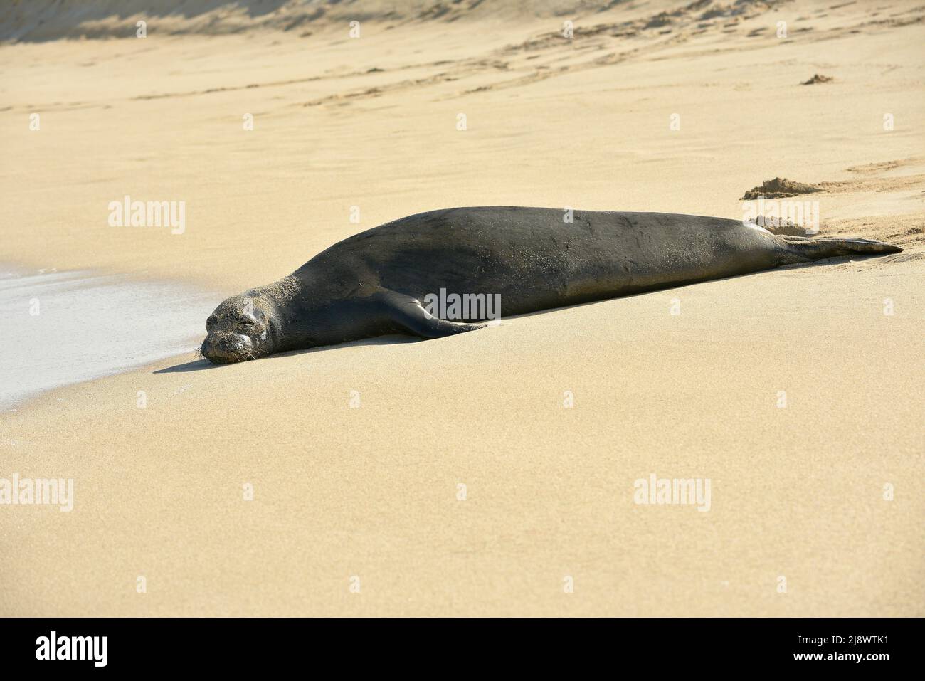 Endangered and protected Hawaiian Monk Seal  (Neomonachus schauinslandi) resting on a sandy beach at North Shore, Oahu, Haleiwa, Hawaii, USA Stock Photo