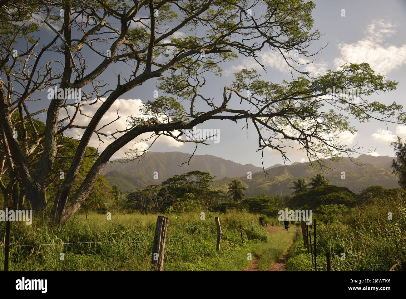 Fisherman walking down sandy pathway lined by fenced-in ranch pasture, Pahole Natural Area Reserve mountains in distance, Mokuleia, Hawaii, USA Stock Photo