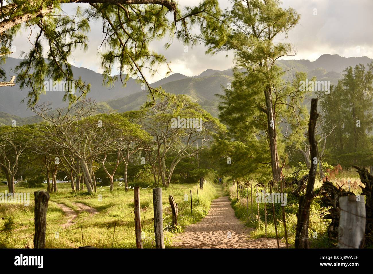 Sandy pathway lined by fenced-in ranch pasture, Pahole Natural Area Reserve mountains in distance, Mokuleia, Hawaii, USA Stock Photo