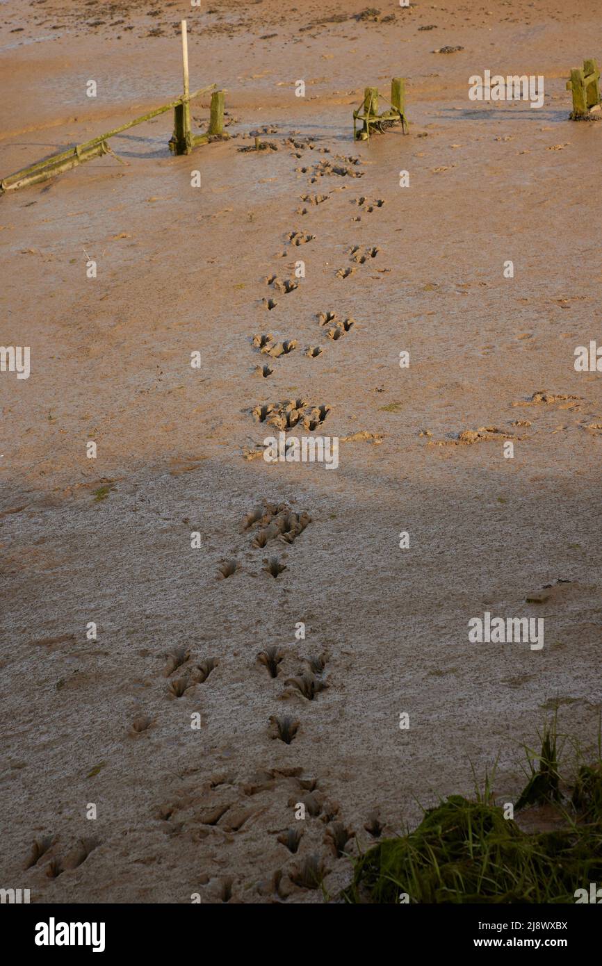 Water bird footprint seen in mudflat at low tide. Stock Photo
